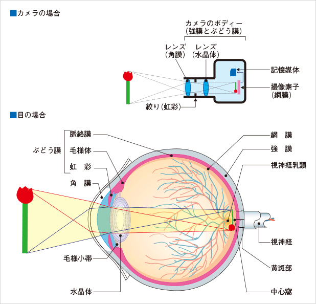 近視